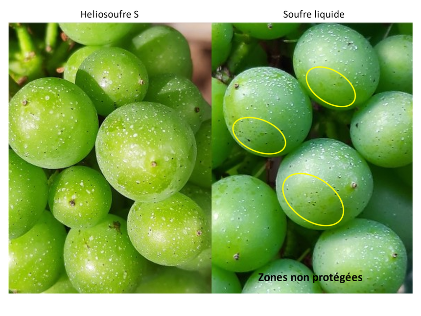 Avec Héliosoufre S, toute la surface des baies est recouverte. Les grappes sont protégées des attaques d’oïdium.