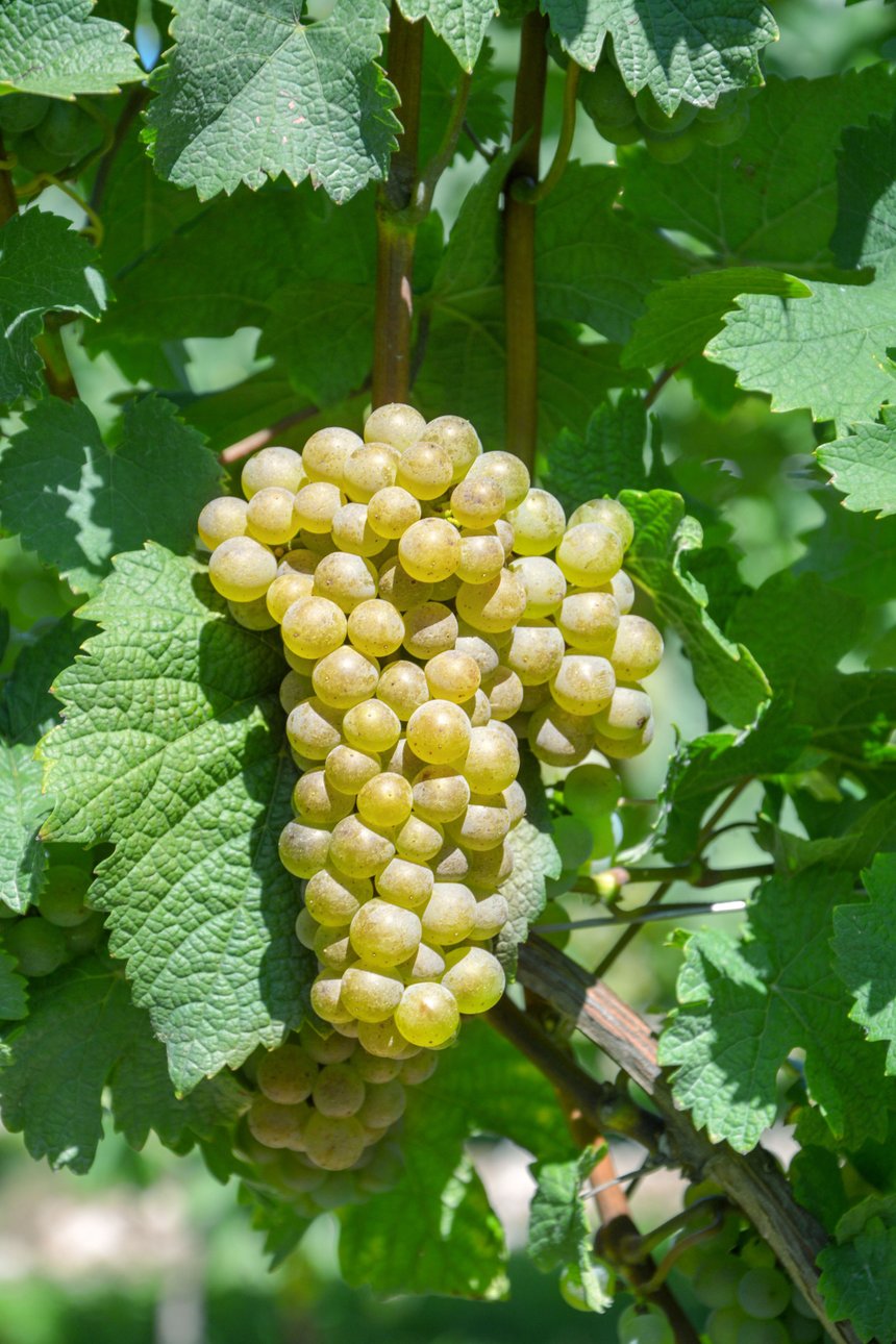 Sur le plan sensoriel, le vin de pinot iskra est très similaire au pinot blanc d’après VCR. Il présente une bonne résistance au gel. Il convient à la production de vins effervescents.
