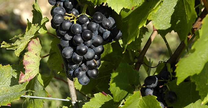 Chaque année, une dizaine de clones sont inscrits au catalogue (ici, le clone 787 de gamay, a été inscrit en 1984). Photo : i. Aubert/Pixel6tm
