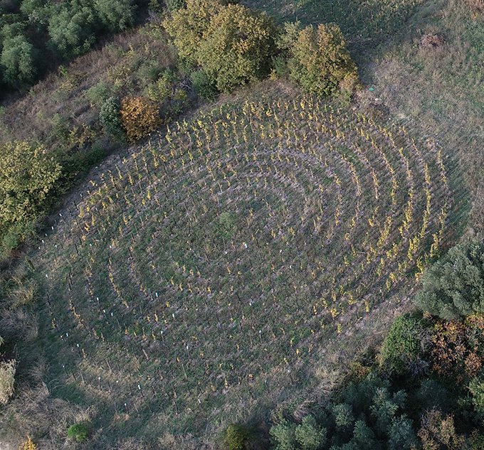 Avec cette forme en spirale,  la conduite de la vigne nécessite de nombreuses heures de travail. Photo  : Domaine Allegria