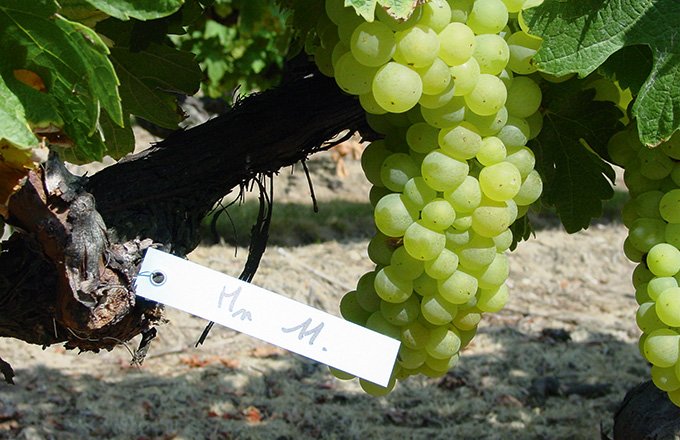 Le monbadon est un gros producteur de vin à faible TAV, caractéristique devenue intéressante avec le changement climatique pour la vinification en Charentes. Photos : Conservatoire du vignoble charentais