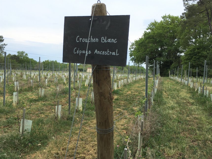 Le crouchen blanc fait partie des cépages ancestraux de la région de Cognac planté au domaine Abel Lorton (S.Favre)