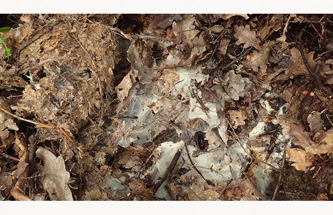 La lifofer se fabrique en mélangeant de la litière forestière avec diverses sources de nutriments pour les micro-organismes. Photo : Terre & humanisme