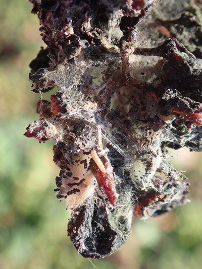 «&nbsp;Cryptoblabes gnidiella&nbsp;» passe l’hiver sous forme  de larve ou de chrysalide, dans les grappes de raisins non récoltées momifiées  par des soies. Photo : Cyril  Cassarini