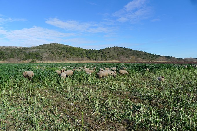 Le Domaine des Schistes, membre du GIEE Couvreurs de vigne, teste depuis deux ans le pâturage des couverts par des moutons.