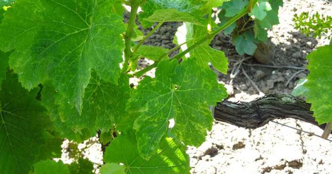 Des feuilles boursouflées et décolorées, parfois associées à des rabougrissements, sont les symptômes du GPGV. Photo:IFV