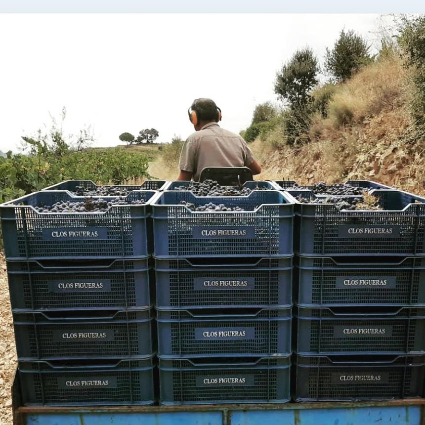 Les vendanges se font à la main et les raisins sont récoltés dans des caisses de 12 kg : « pour ne pas écraser le raisin et pour ne pas casser le dos des vendangeurs », explique Anne Cannan. 