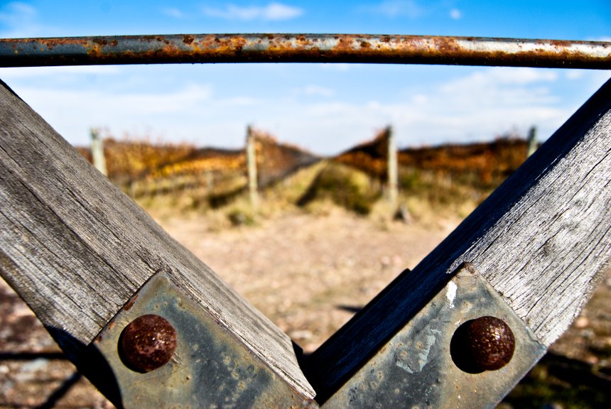 En Argentine, les vignes sont toutes clôturées (Piedra Negra)