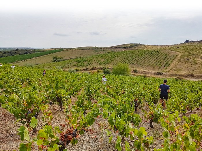 À Faugères, l’implication des vignerons dans le GDON est très bonne, d’après Nathalie Caumette. 