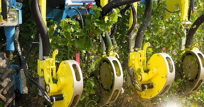 L’effeuillage précoce, réalisé avec des effeuilleuses Collard (Ellipse Multirotor), concerne un tiers des 250 ha des vignobles Mumm Perrier-Jouët, sur les parcelles  les plus sensibles à la maladie ou présentant un excès de vigueur et de feuillage.Collard