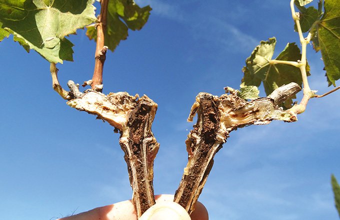 Sur ce plant greffé-soudé de l’année, les nécroses internes sont très visibles. Worldwide vineyards