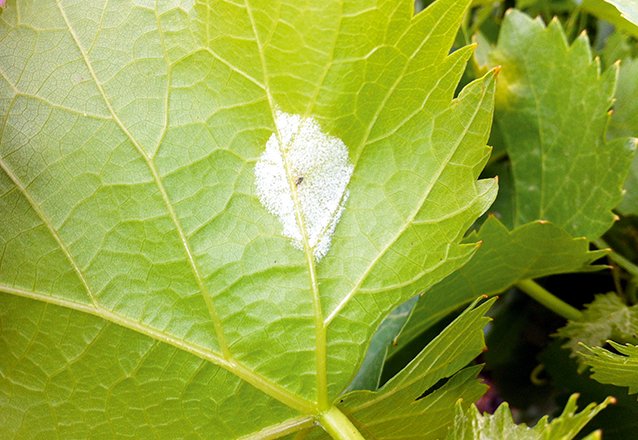 Le Laser Pour Détecter Plus Vite Les Spores De Mildiou Et Doïdium