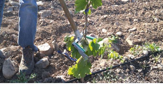 Pour enlever les pampres sur les pieds de vigne protégés par des pochons, Dabayma propose un outil très simple qui, d’après le constructeur, n’abîme pas les ceps. Photos : Dabayma