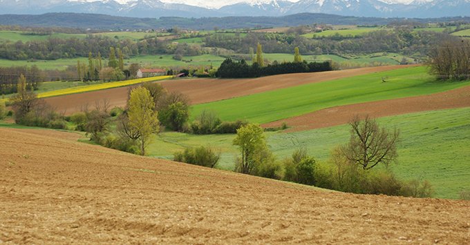 Les biens ruraux loués à long terme ainsi que les parts de groupements forestiers agricoles (GFA), des groupements fonciers viticoles (GFV) ou de groupements agricoles fonciers (GAF) sont exonérés à 75  % d’IFI. C. Milou.