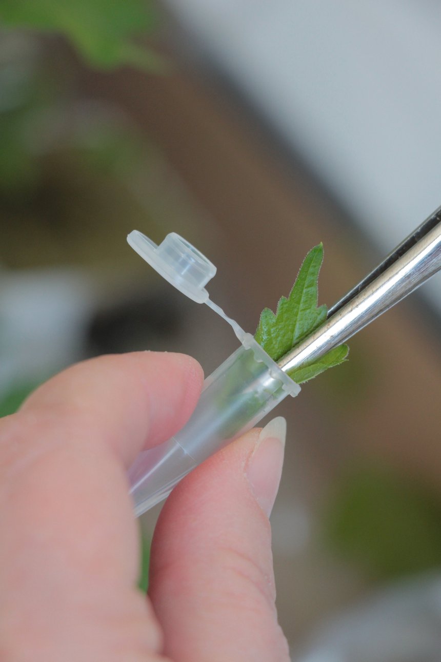 Pour caractériser la résistance au mildiou et à l’oïdium, les chercheurs effectuent des tests moléculaires à partir de prélèvements de jeunes feuilles de vigne. Photo : Inrae