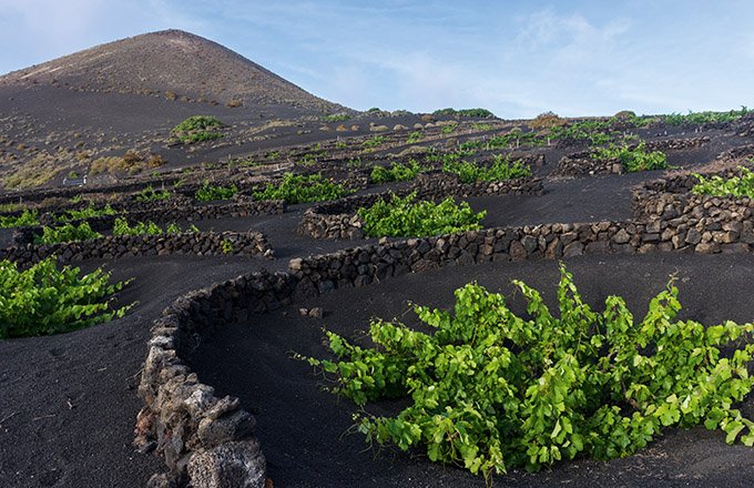 Le vignoble de Lanzarote aux îles Canaries fait partie de la grande famille des vins dits « volcaniques ». Suzanne Plumette/adobe stock