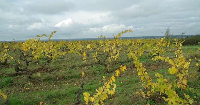 Les ceps manquants ou improductifs représentent 15 % du réseau étudié. Photo : Marie-Dominique Guihard/Pixel6TM