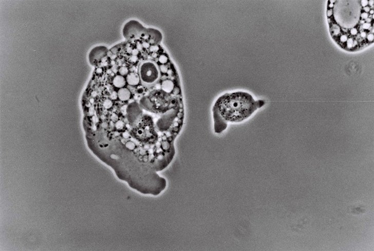 « Willaertia magna » est une amibe thermophile mesurant  de 50 à 100 µm de diamètre. Son utilisation en lysat  – donc non vivante – est expérimentée en vigne contre  le mildiou par la société Amoeba. Photo : Amoeba