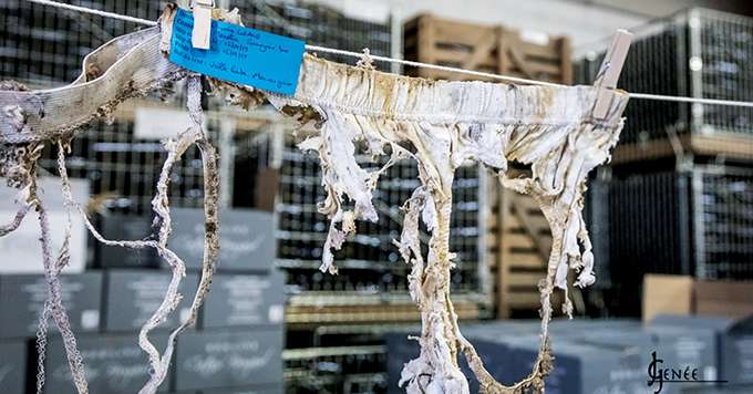 Lors de la fête du slip à Arlay le 16 juillet 2019, l’état de dégradation des slips enterrés pendant trois mois a pu être comparé. photo : photos : J. Genée