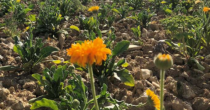 Fleurs de souci, semées avant plantation de la vigne pour  la phytoextraction du cuivre du sol. Vignoble William Fèvre, Chablis, juillet  2019. Photo : F. Ménin/William Fèvre ou F. Bussy/Chambre d’agriculture 89