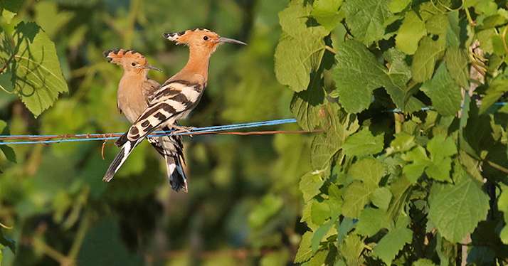 Huppe fasciée, oiseau emblématique de la côte viticole. © Marc Solari