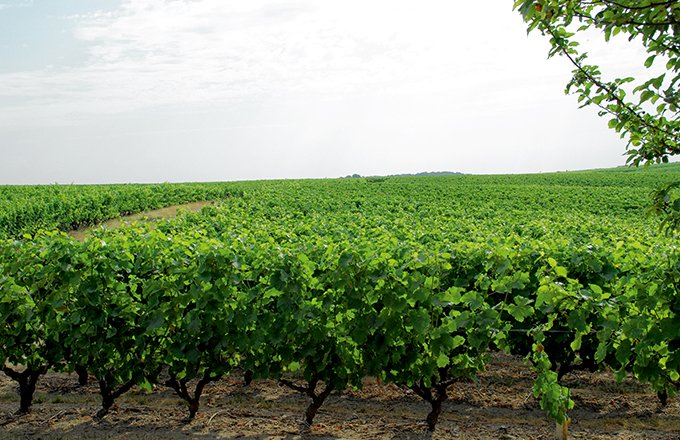 Le chenin est un cépage largement répandu en Val de Loire. Ici en appellation vouvray. Photo : M.-D. Huihard/Pixel6TM