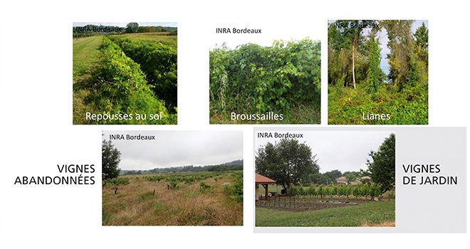 Repousses de porte-greffe, vignes abandonnées  ou vignes de jardin…  Les réservoirs possibles  de contamination  en dehors des vignes  cultivées sont nombreux.