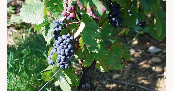 La mixité bio-non bio  de raisins de même couleur sous la même entité juridique, y compris sous des appellations différentes ou dans des exploitations géographiquement séparées, est interdite. Photo : E. Thomas/Pixel6tm