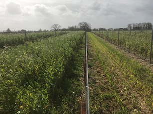 Jeune vigne en Charente avec une gestion « tandem » : un interrang avec un mélange  multi-espèces, l’autre avec de l’avoine qui vient d’être broyée (photo prise le 4 mars 2019).