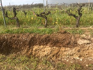 Profil de sol pour évaluer l’impact des couverts  sur le fonctionnement du sol et l’enracinement de la vigne.