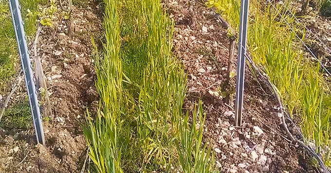 Le blé a été choisi par Éric Collinet, pour son cycle très complémentaire de celui de la vigne. Il est associé à du pois, qui capte l’azote de l’air et qui reste peu concurrentiel en été. Photo : Champagne Collinet