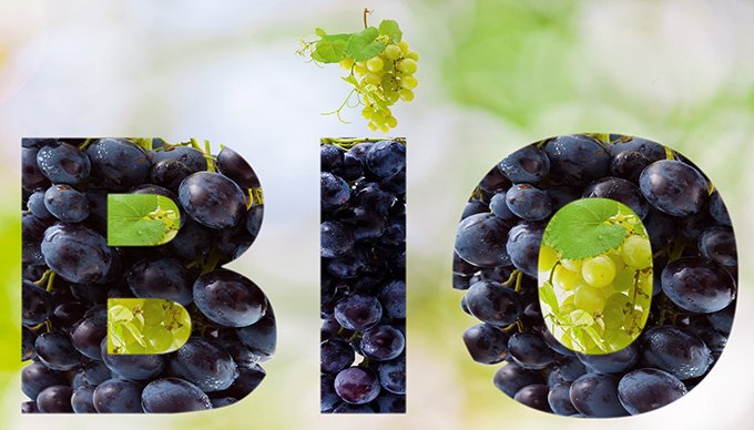Des études montrent qu’au niveau mondial, et plus particulièrement en France, l’offre en vin bio progresse, tout comme la demande.  Photo : Unclesam/adobe stock