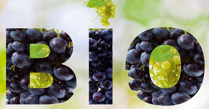 Des études montrent qu’au niveau mondial, et plus particulièrement en France, l’offre en vin bio progresse, tout comme la demande. Photo : Unclesam/adobe stock