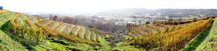 Le vignoble produit annuellement 73&nbsp;000 bouteilles (récolte 2018), sur 18 ha vendangés pour le moment. © Cave Coteaux de la Vézère