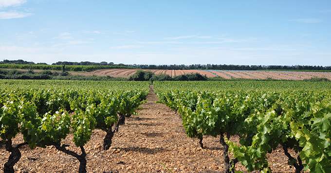 L’un des leviers pour contrer le stress hydrique des vignes est de mieux « conserver » l’eau dans le sol. Que chaque goutte d’eau, qu’elle soit apportée par la pluie ou par l’irrigation, soit disponible pour la vigne. Photo : Pf30/adobe stock