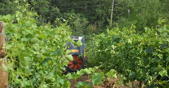 La solution de biocontrôle Sonata® s'applique sur vigne à la dose de 5l/ha avec un maximum de six applications par campagne. Photo : Caroline Even