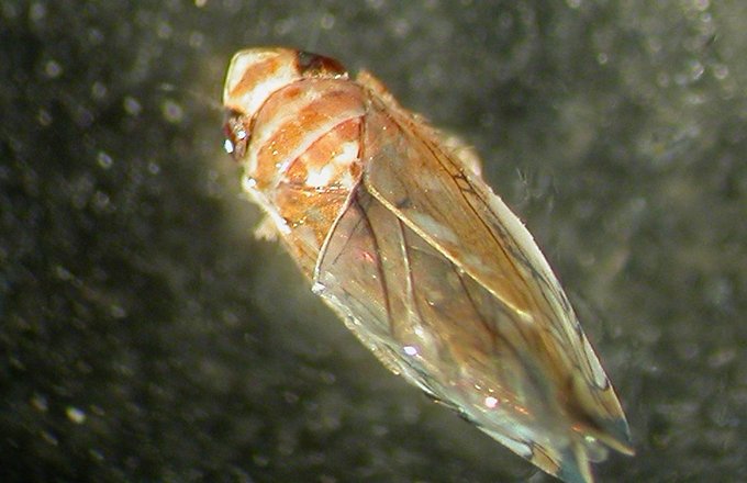 Les cicadelles sont plus difficiles à éliminer aujourd’hui, en raison du changement climatique. Photo : Fredon
