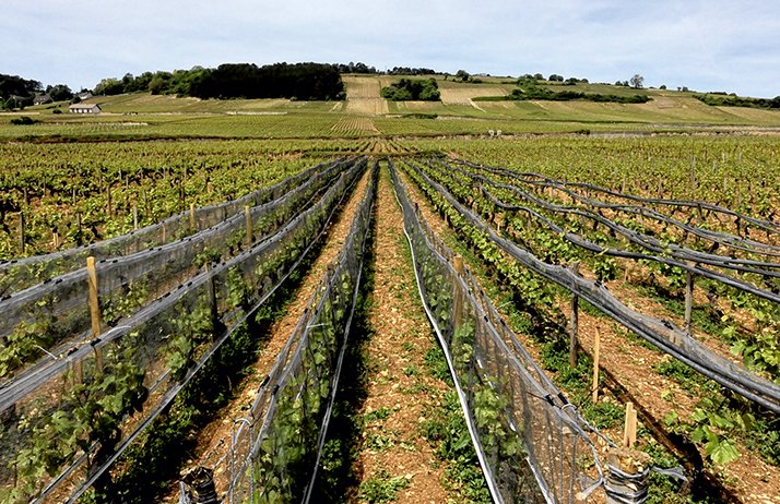 Système Whailex mis en place  dans un vignoble à Volnay (Côte-d’Or). © Chambre d’Agriculture de Côte-d’Or 