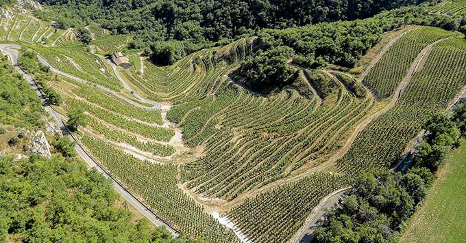 Au domaine Courbis, environ un tiers des surfaces ne sont pas mécanisables à cause des pentes. Photos : Domaine Courbis