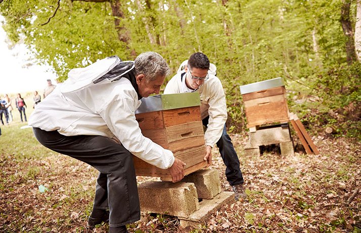 Les Vignerons de Buzet analysent l’impact de leurs pratiques agricoles sur les abeilles et sur l’environnement grâce  à des ruches connectées. © Vignerons de Buzet