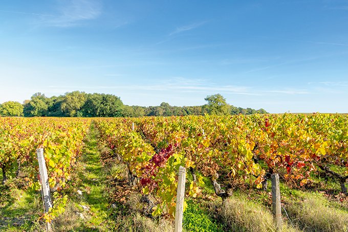 Sur vigne, malgré des teneurs en cuivre  dans les sols viticoles parfois élevées,  les cas avérés de toxicité sont peu nombreux. Photo : Arcachonphoto