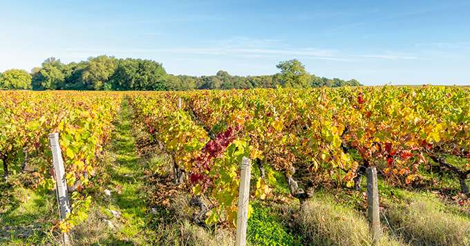 Sur vigne, malgré des teneurs en cuivre dans les sols viticoles parfois élevées, les cas avérés de toxicité sont peu nombreux. Photo : Arcachonphoto