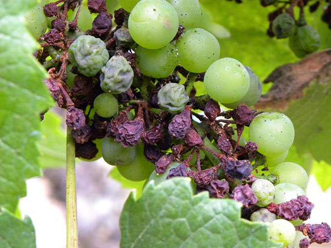 Symptômes du mildiou de la vigne sur grappes (rot brun). Photo : BASF