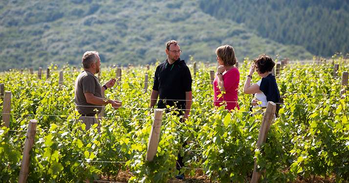 Parmi les prestations proposées au Domaine Joseph Lafarge : une visite accompagnée de la vigne. © Domaine Joseph Lafarge