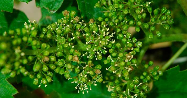 Le domaine de Beyssac produit en aop côtes-du-marmandais avec des cépages traditionnels comme le merlot, le cabernet franc, le malbec, mais aussi un cépage typique du marmandais : l’abouriou.© N. Tiers/Pixel Image