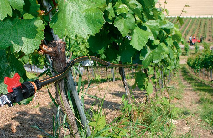 À quelques encablures du vignoble alsacien, le vignoble allemand a autorisé l’irrigation en 2001 sur toutes ses appellations. CP : DR