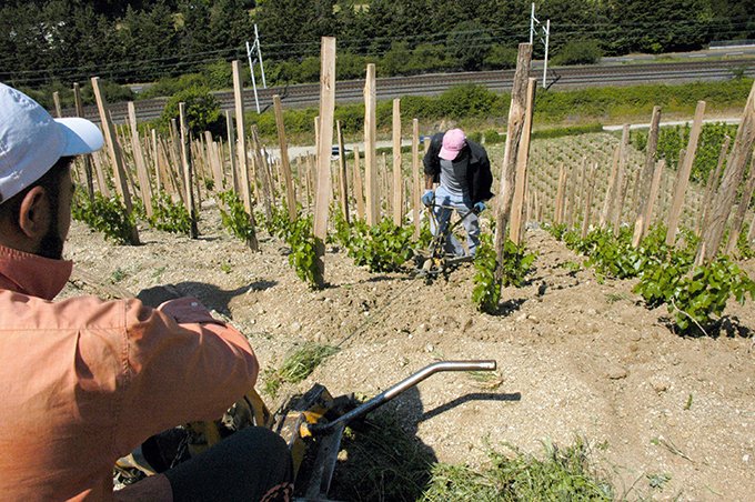 La technique de guidage des outils de travail du sol par un treuil revient au goût du jour dans le nord de la vallée du Rhône. Photos : Photos : I. Aubert/Pixel image
