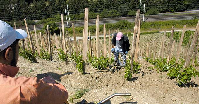 La technique de guidage des outils de travail du sol par un treuil revient au goût du jour dans le nord de la vallée du Rhône. Photos : Photos : I. Aubert/Pixel image