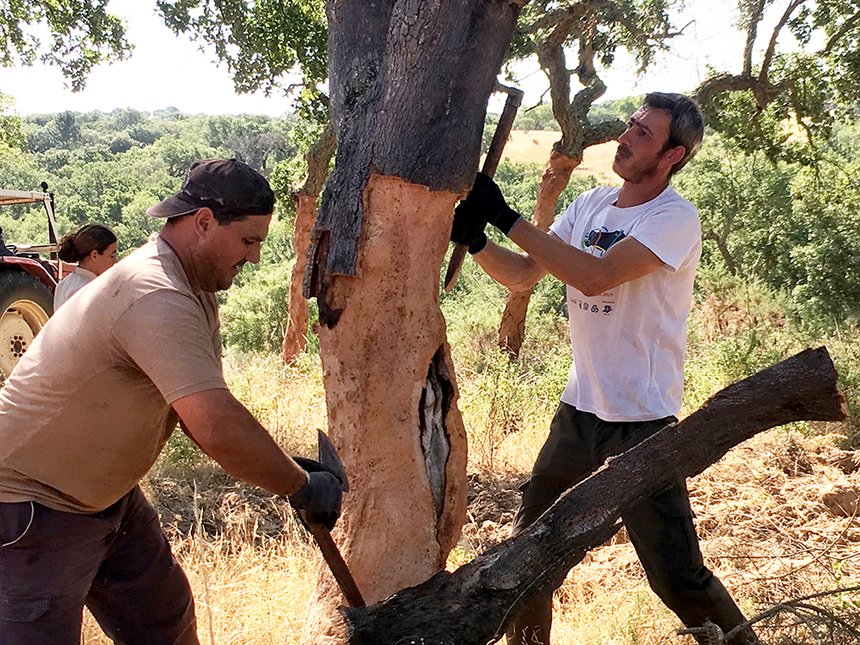 Pour lever le liège sans blesser l’arbre, un savoir-faire est nécessaire. La hachette est le principal outil utilisé par les équipes. © S.Favre/ATC