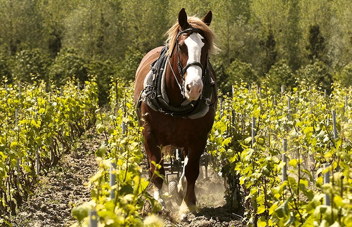 Entretien des vignes avec les chevaux. © Saxoph